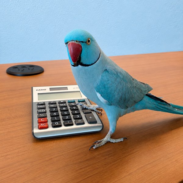 Cloudi, a blue parrot, standing next to a calculator